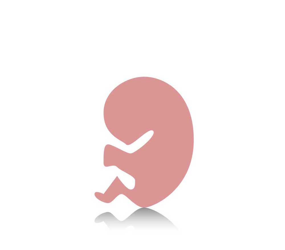 7-weeks-pregnant שבוע 7 להריון