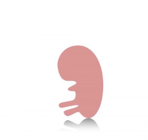 8-10-weeks-pregnant - שבוע 8 9 10 להריון