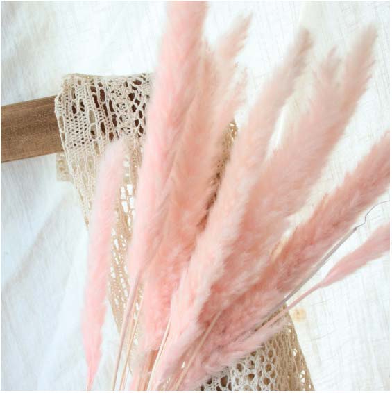 dry-flowers-pink-pampas