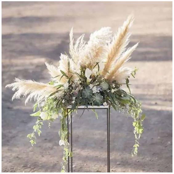 dry-flowers-white-pampas-extra-large