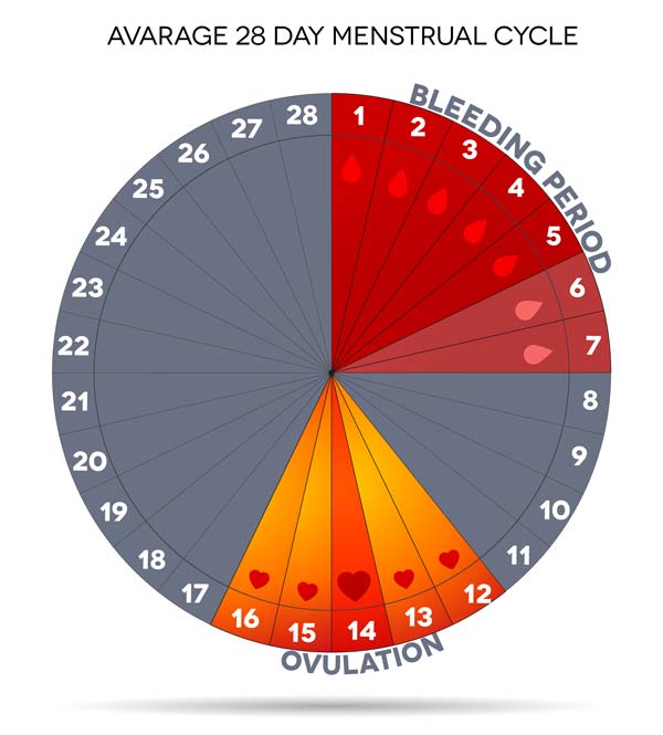 infographic-female-menstrual-cycle